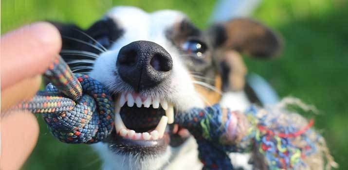 dog showing signs of  possessive aggression with a dog toy