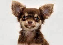 ugly Chihuahua