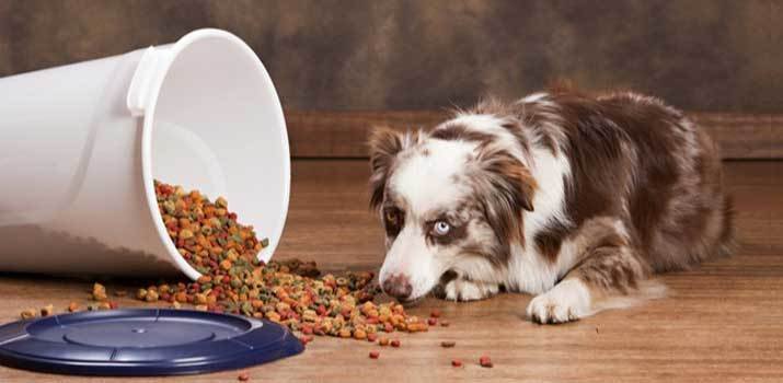 Dog eating food from a opened food container