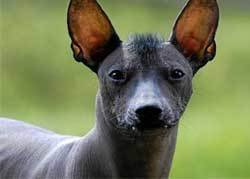 ugly Mexican Hairless