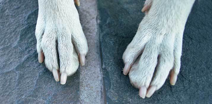 groomed dog nails