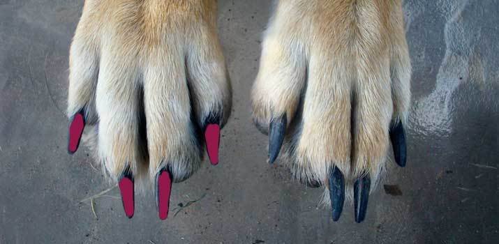 human nail polish on dogs nails