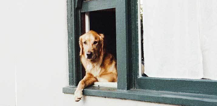  Golden Retriever hanging out of window guarding the house