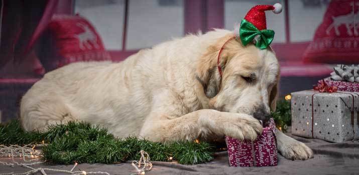 Dog opening its gift in front of the chritsmass tree