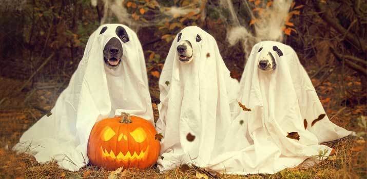 Dogs wearing spooky halloween costumes