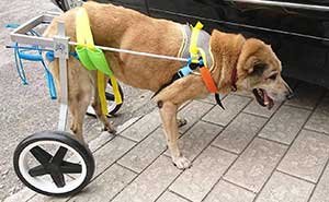 Two Wheels Adjustable Dog Wheelchair, cart, 7 Sizes for hind Legs Rehabilitation, 3D Soft Harness,Light Weight, Easy Assemble, Belly Band Specially for Spondylitis