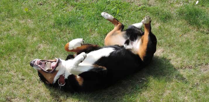 dog laying on its back showing belly