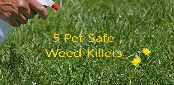 best pet safe weed killers