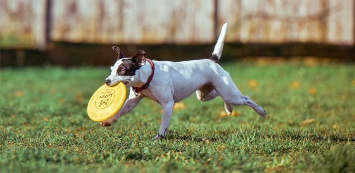 Most Durable frisbee for dogs