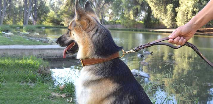 dog wearing a durable leather dog leash