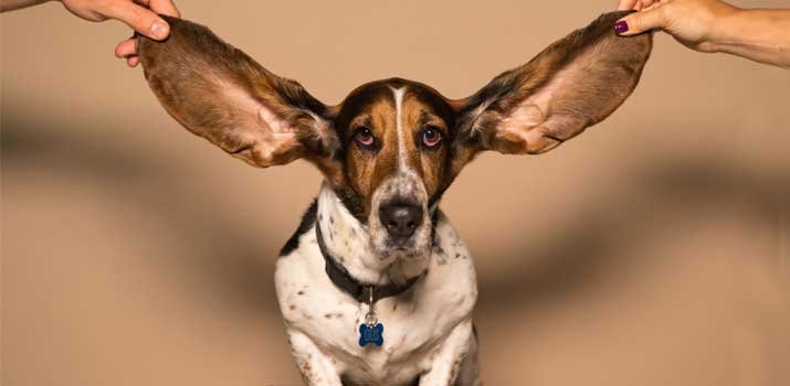 dog with smelly ears