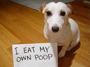 dog with sign that says  I eat my own poop