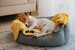 Incorrect dog bed size