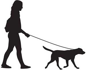 normal dog walking routine