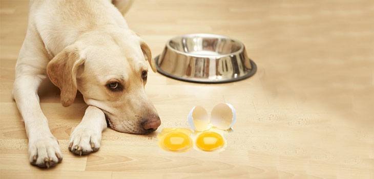 dog eats egg