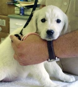 puppy medical check