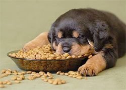 puppy sleeping in food