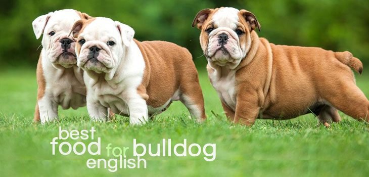 Best dog food for english bulldog