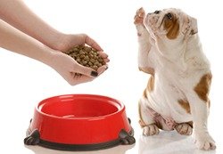 Pickiness in dog foods