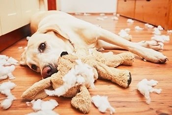 dog ripping up toy