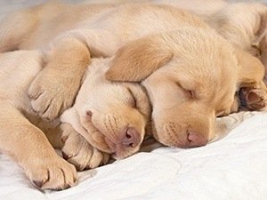 sleeping labradors laying on bed
