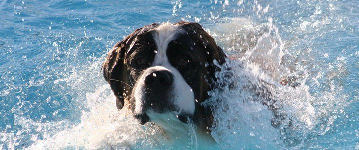 lovelonglong Dog Lifejacket Life Jackets for Large Dogs Swimming Safe Boating Coat Dog Swim Protect Reflective Vest Pet Life Preserver Purple L-L