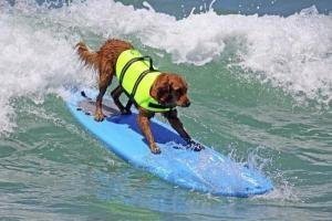 dog wearing high quality life vest on surf board