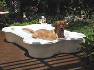 spacious pool for multiple dogs or pups
