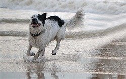 Newfoundland dog in sea water