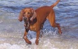 Redbone Coonhound using his webbed feet