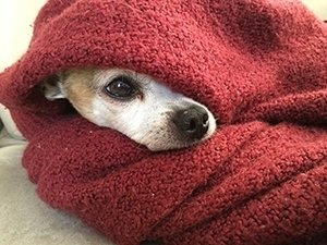 dog wrapped in blanket to warm up