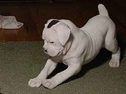 Boxers dog resembling a pitbull