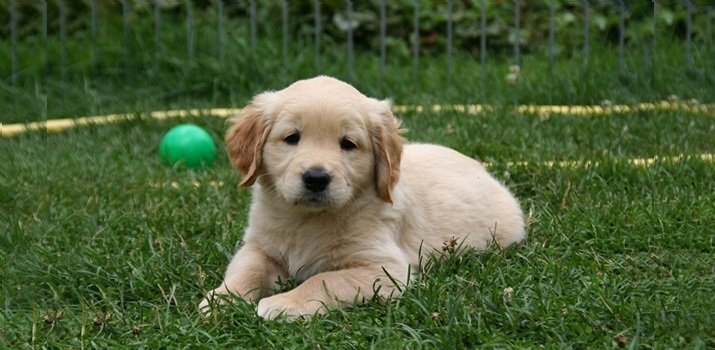 golden retriever outside on grass in the yard