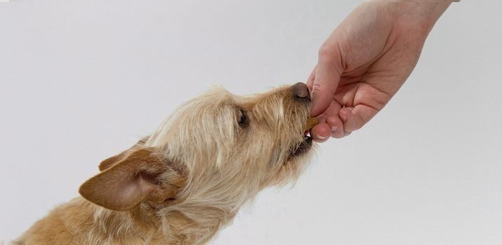 hand feeding a dog to fatten him up