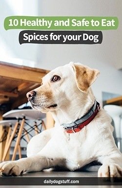 10 Healthy and Safe to Eat Spices for your Dog