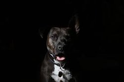 dog vision test in the dark
