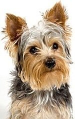 facial dimensions of a yorkie