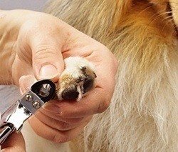 trimming a dogs nail