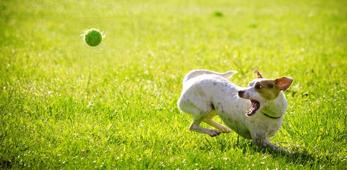 Dog catching a tennis bal from an automatic ball launcher