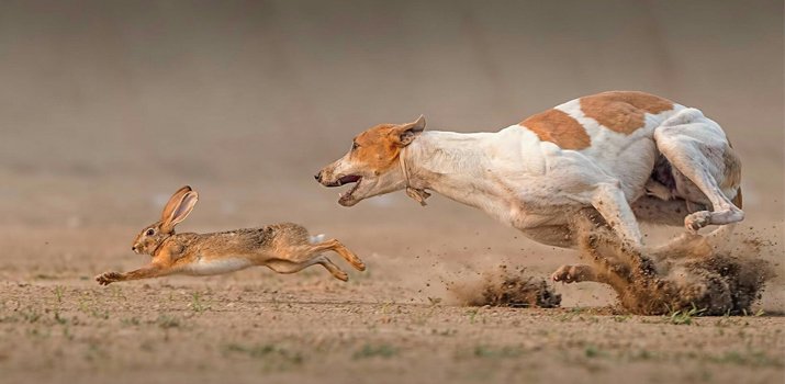dog chasing a rabbit because of its instinct to hunt prey