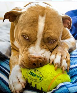 pitbull playing with rugby toy