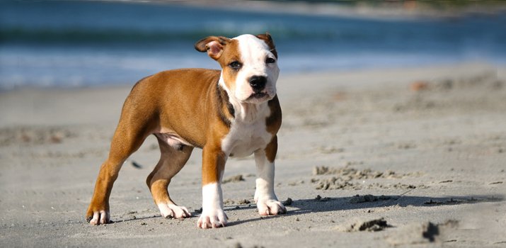 pitbull ready to play on the beach