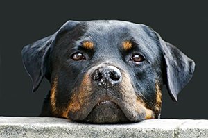 rottweiler with a possible food related  health issue