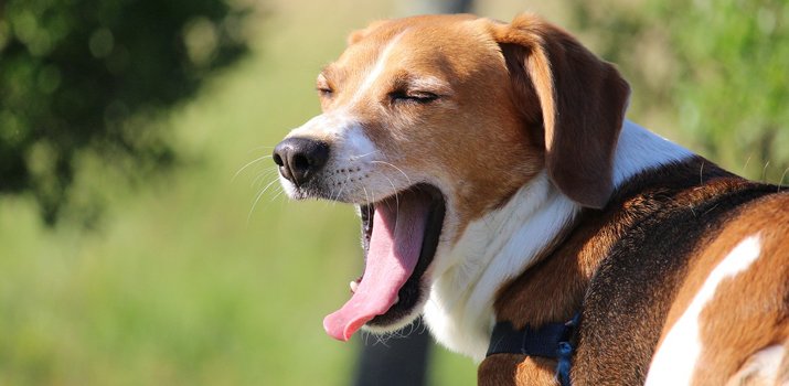 dog yawning with bad breath