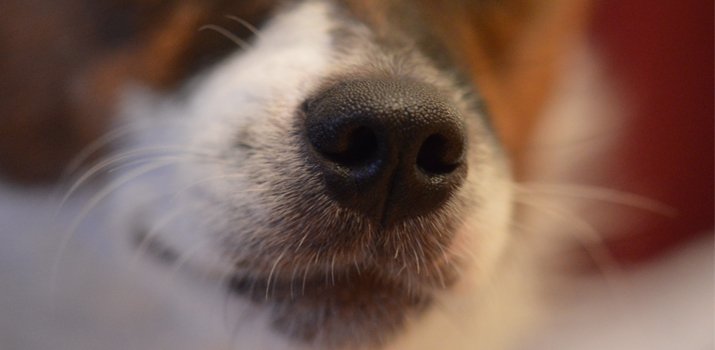 dogs nose with a healthy color