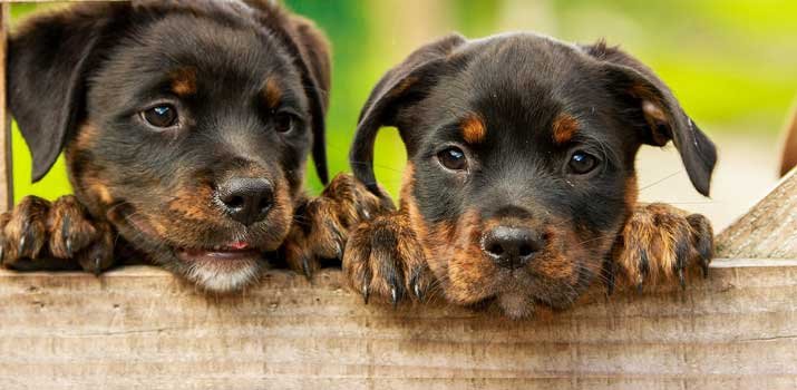 2 well fed Rottweiler pups