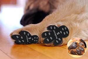 Dog Socks Booties For Hardwood Floors, Dog Socks For Hardwood Floors