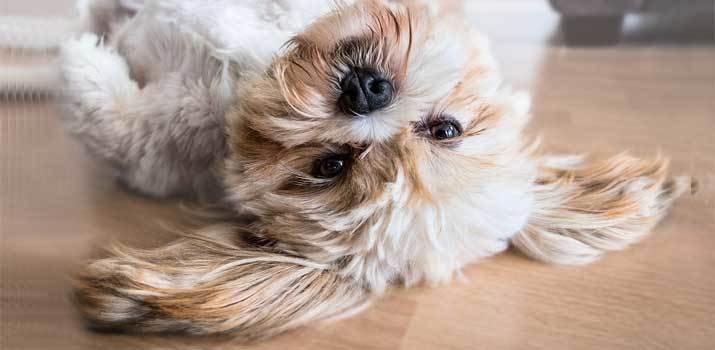 Home Remedies for Matted Dog Hair, Tips to Untangle or Shave