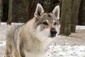  Czechoslovakian Wolfdog