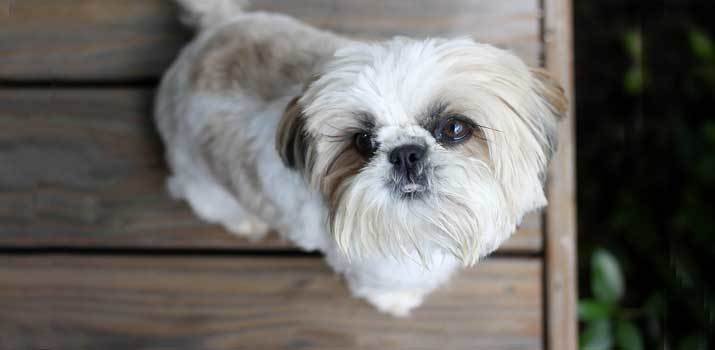 Top 7 Best Dog Food for Shih Tzus | Daily Dog Stuff